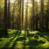 Nišiniai kvepalai FOREST SPELL