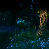 Nišiniai kvepalai FOREST SPELL